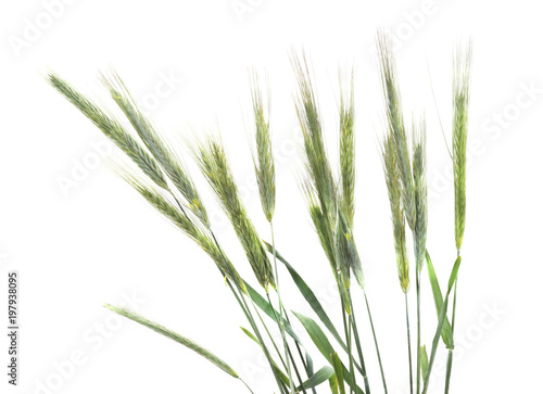 Group green barley.