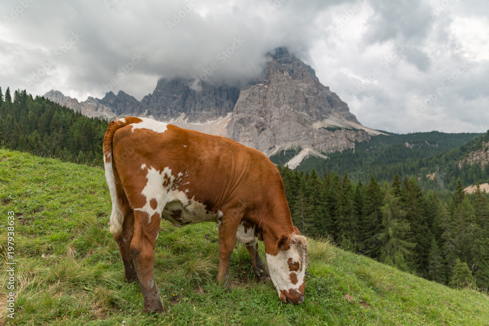 Herd of cows grazing in Alps