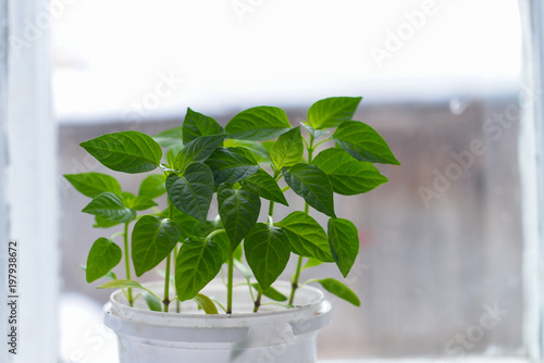 Pepper growing in pot. Plants and gardening. © SergeyCash
