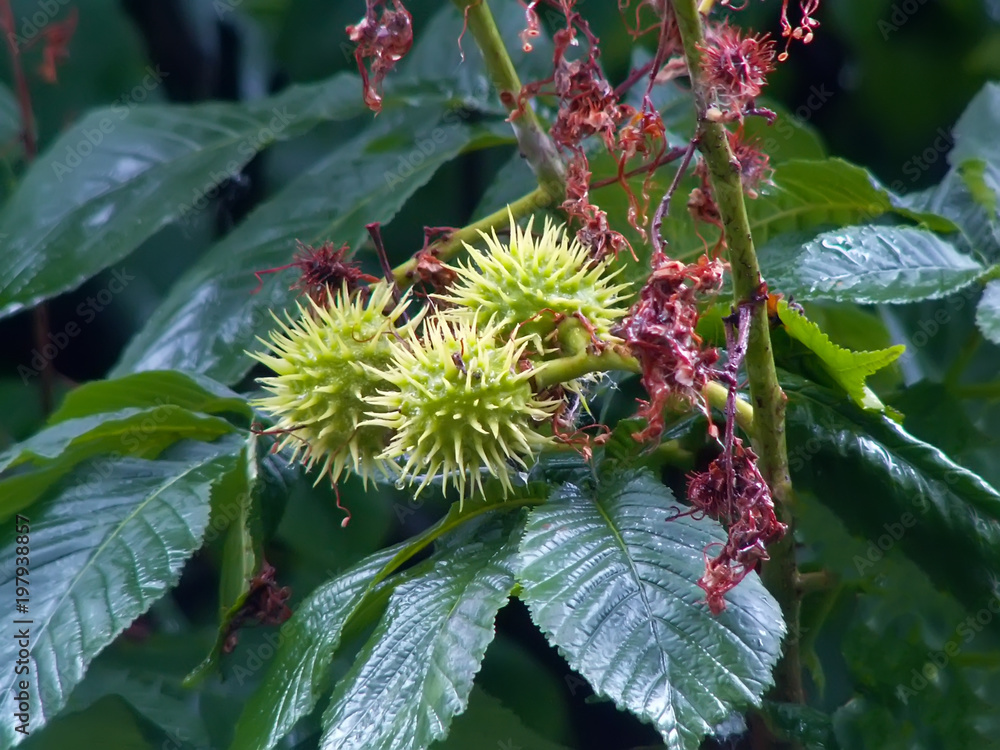 Chestnut tree with young chestnut fruits. macro photography Chestnut tree with young chestnut fruits. macro photography