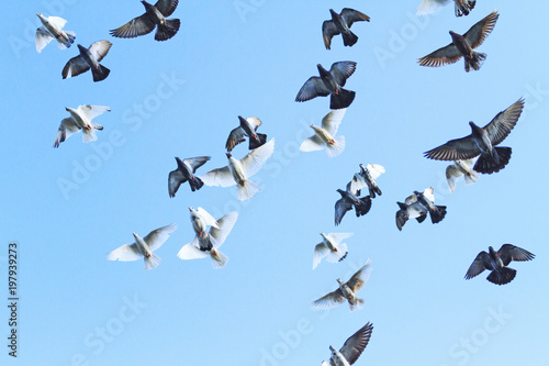 flock of pigeons opened wings in blue sky © drakuliren