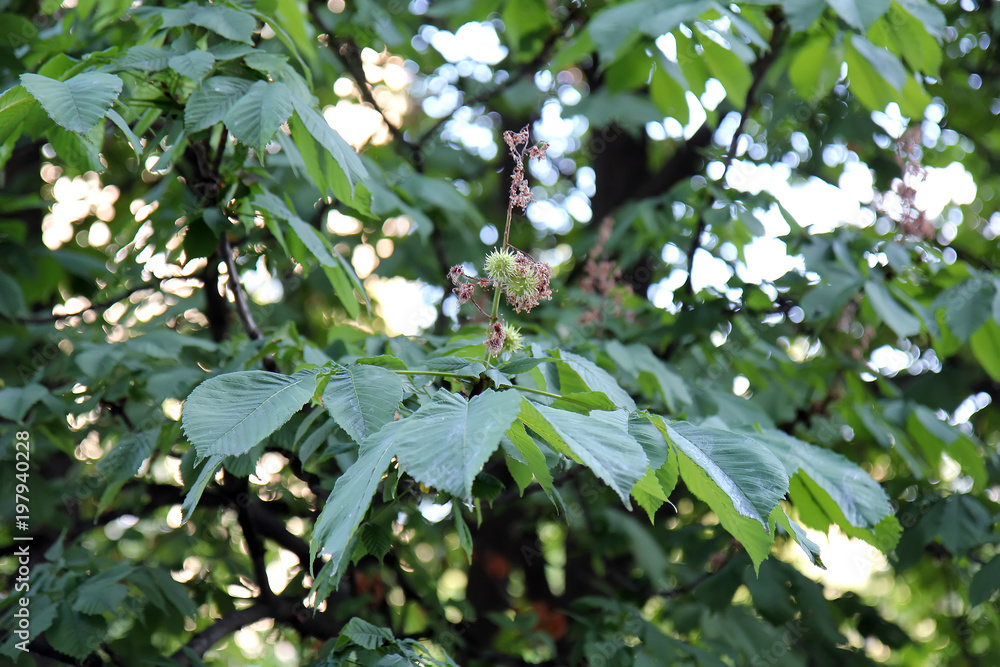 horse chestnut on tree