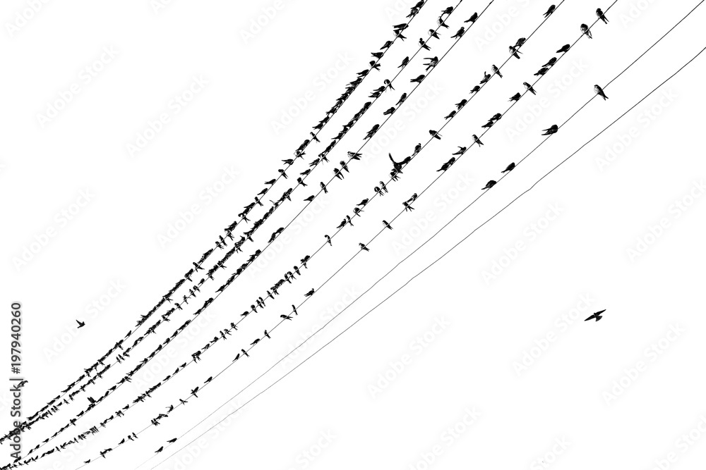 Fototapeta premium Birds on wires