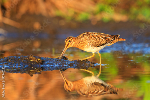 snipe summer morning looking for food in the mud