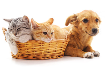 Kittens in a basket and puppy.