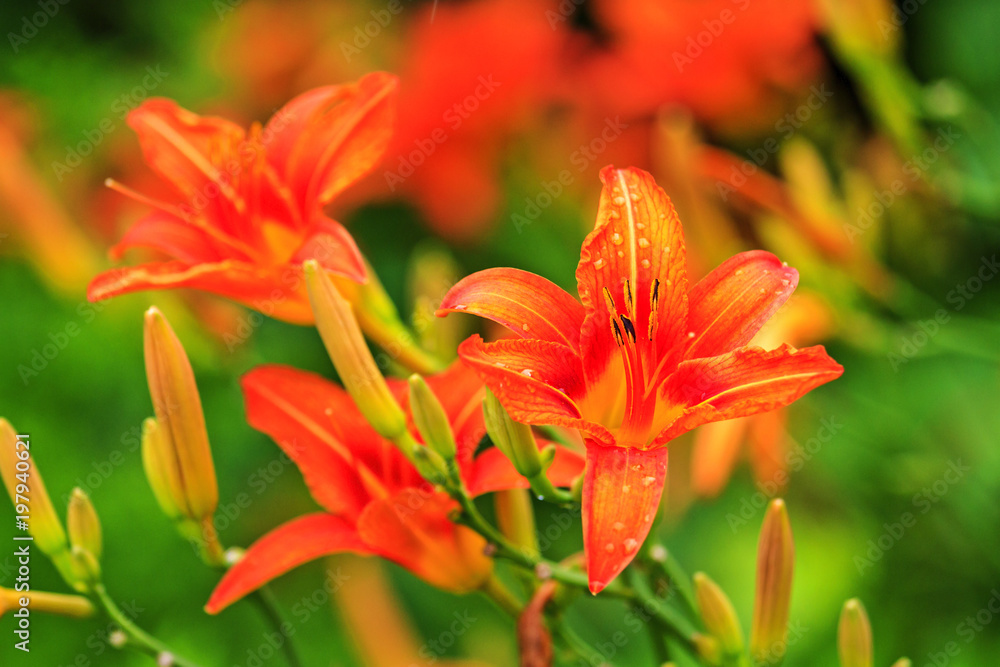 red lily blooming in the garden red lily blooming in the garden