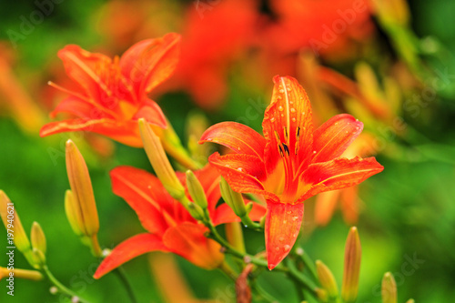 red lily blooming in the garden © drakuliren