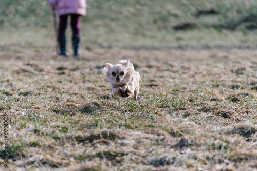 Small healthy chihuahua dog in run. Fast running small dog from girl © Jan Rozehnal
