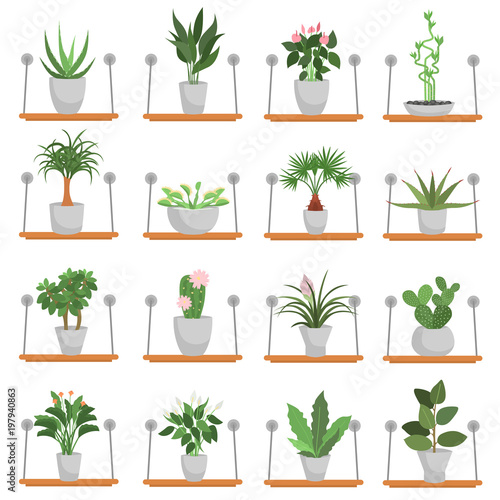 Different green homeplants standing on wooden shelves color flat icons set