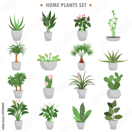 Different green homeplants color flat icons set