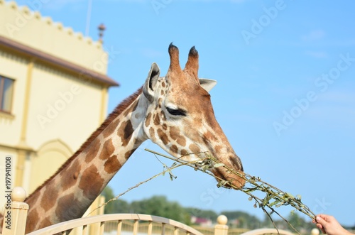 Photography Giraffe in Zoo