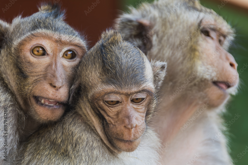 Obraz premium The monkeys of Wat Leu Temple Sihanoukville Cambodia