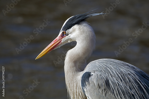 Grey Heron portrait