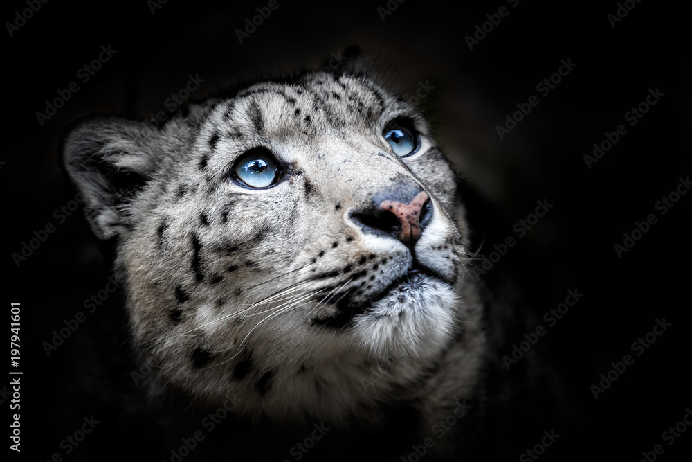 Obraz premium Portret twarzy lamparta śnieżnego - Irbis (Panthera uncia)