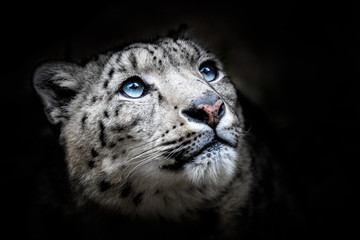 Keuken achterwand Luipaard Gezichtsportret sneeuwluipaard Panthera uncia  © Lubos Chlubny