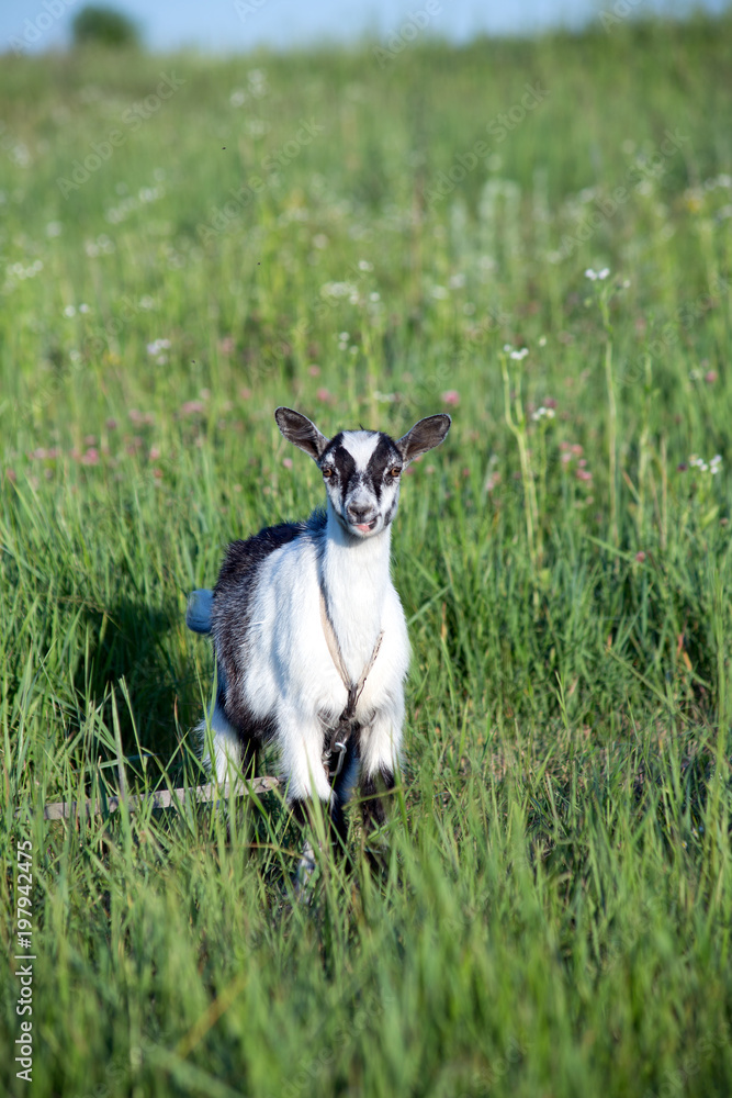 goat on the grassland
