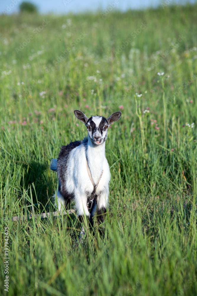 goat on the grassland goat on the grassland