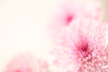 Beautiful pink flowers on a soft pastel background with a large text area.  Horizontal presentation.
