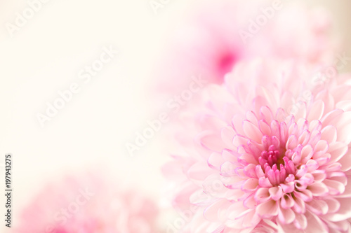 Beautiful pink flowers on a soft pastel background with a large text area.  Horizontal presentation.