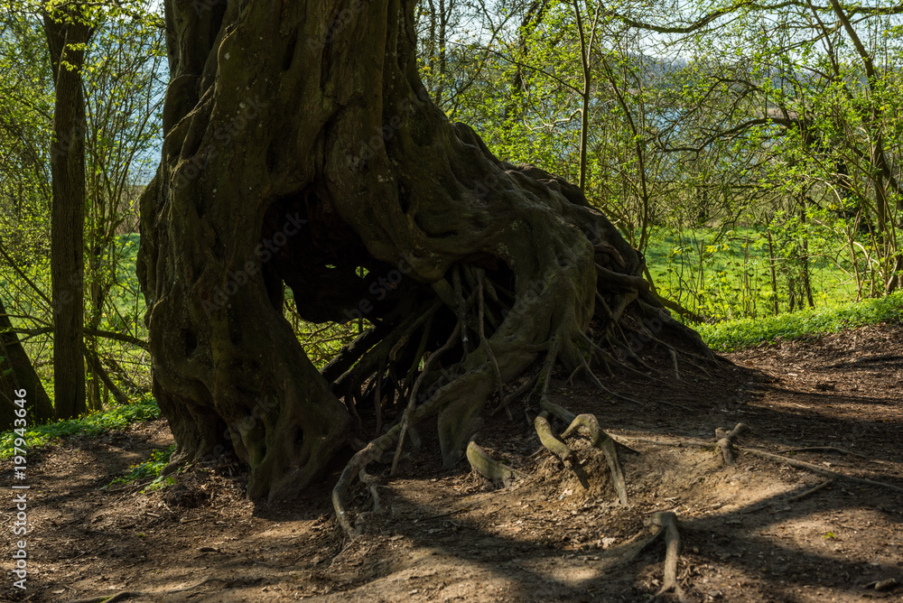 smily baum smily baum