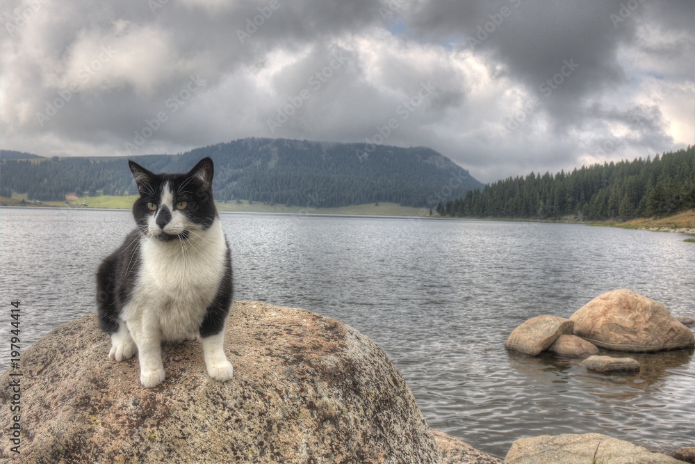Luna the Adventure kitty Explores the World Luna the Adventure kitty Explores the World