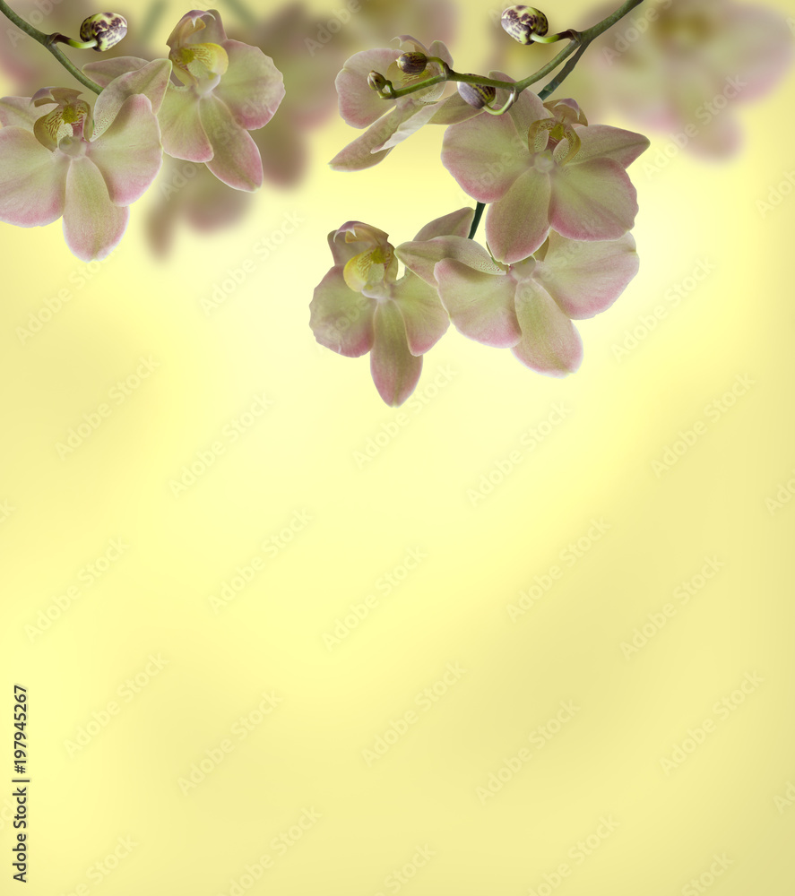 Naklejka premium yellow-pink Orchid flower Phalaenopsis butterfly on black background