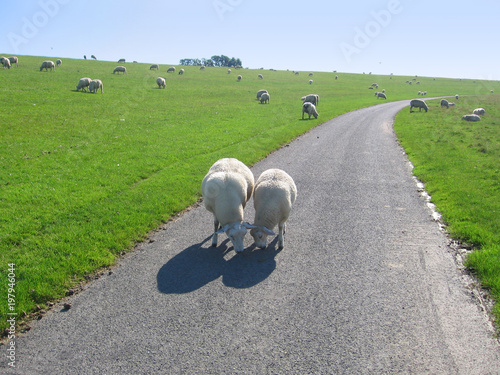 animal fields sheeps