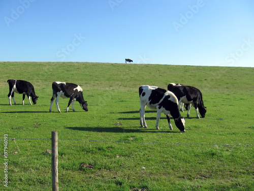 animal fields cows