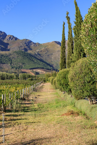 A Scenic South African Vineyard