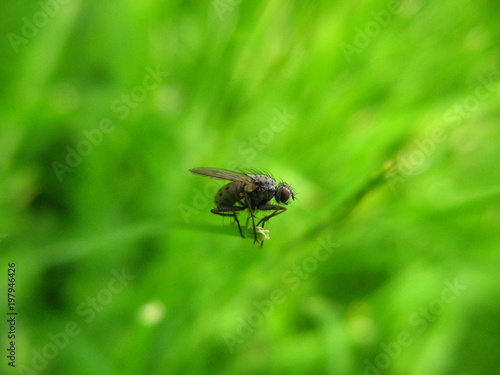 fliege macro wiese