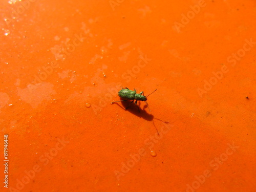 green bug