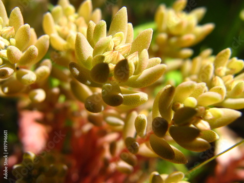 yellow succulents