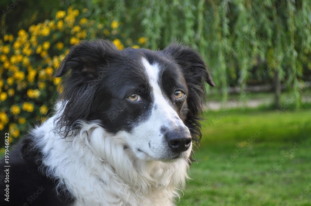 Border Collie Dog