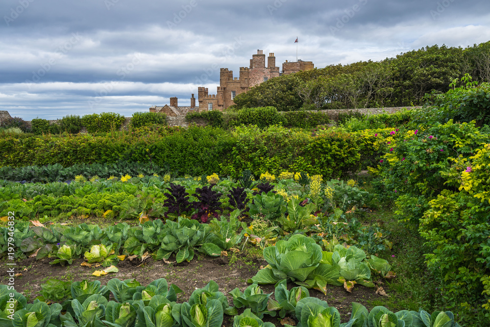 Cabbage in the garden of Castle of Mey, Scotland, Britain,