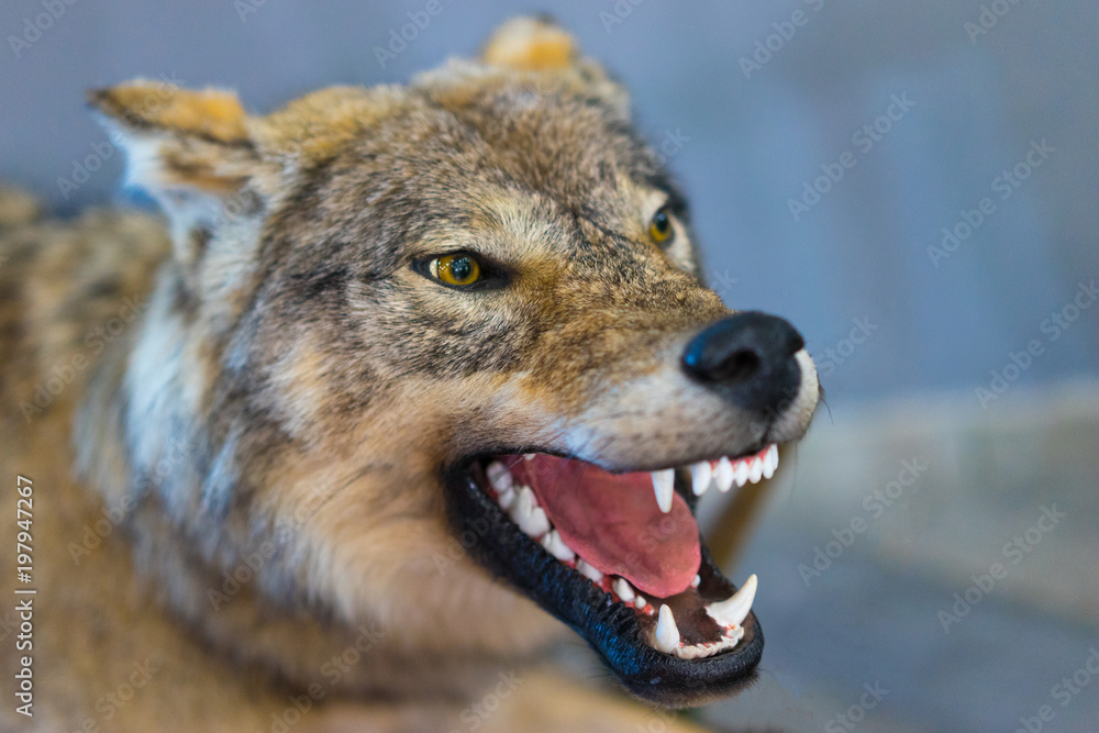 Fototapeta premium The wolf grins his teeth. The mouth of a wolf. Stuffed wolf. Taxidermy. Making a stuffed animal.