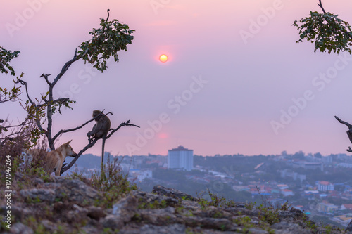 dog and monkeys on Khao Hin Lek Fai viewpoint in Hua Hin, Prachuap Khiri Khan, Thailand photo