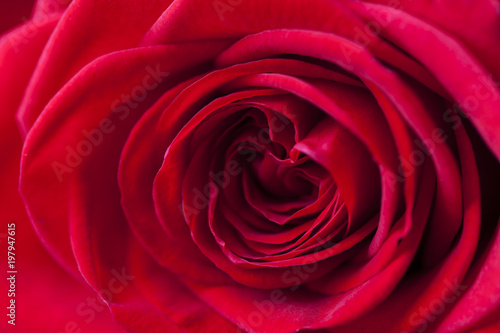 Wallpaper Mural Nahaufnahme einer schönen roten Rose Torontodigital.ca