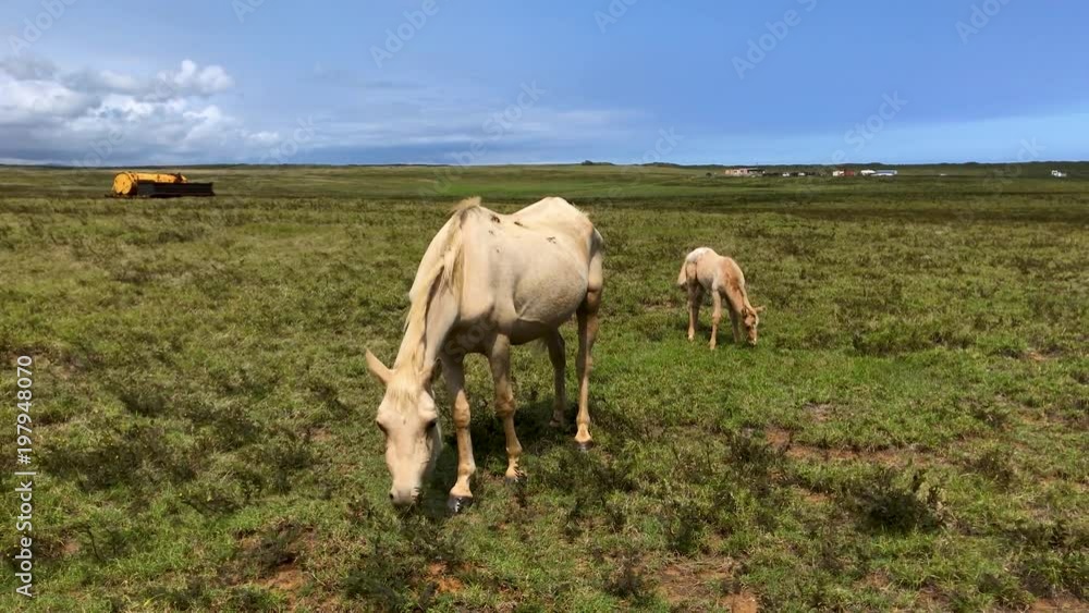 Mother horse grazing in a field with foal behind her. Mother horse grazing in a field with foal behind her.