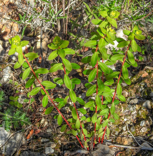 Euphorbia (Euphorbia clementei)
