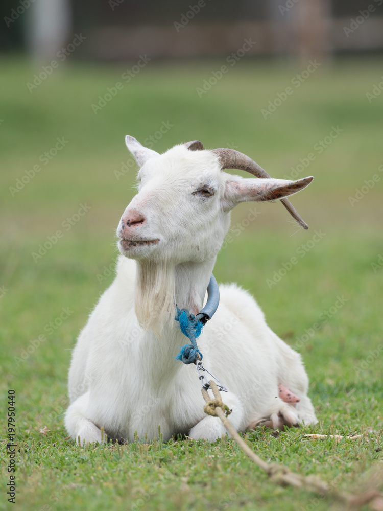 Obraz premium 沖縄の山羊