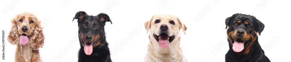 Lovely Pets Lovely Pets