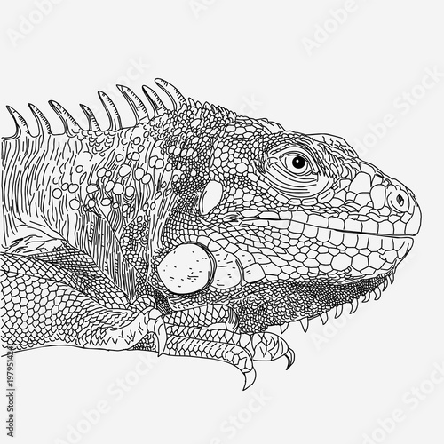 iguana drawn vector line monochrome on white