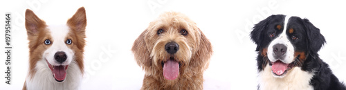 Photography Lovely Pets
