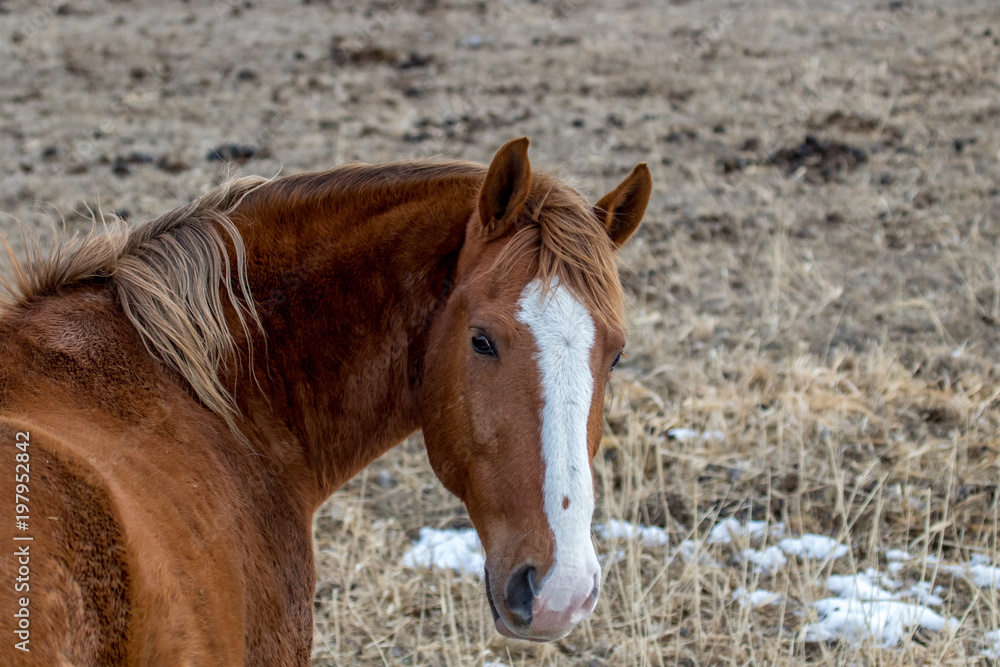 Horse in its shaggy winter coat looking a the camera Horse in its shaggy winter coat looking a the camera