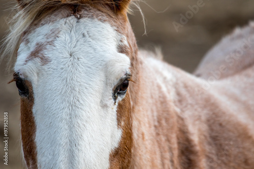 Close up of the eyes of a horse looking at the camera
