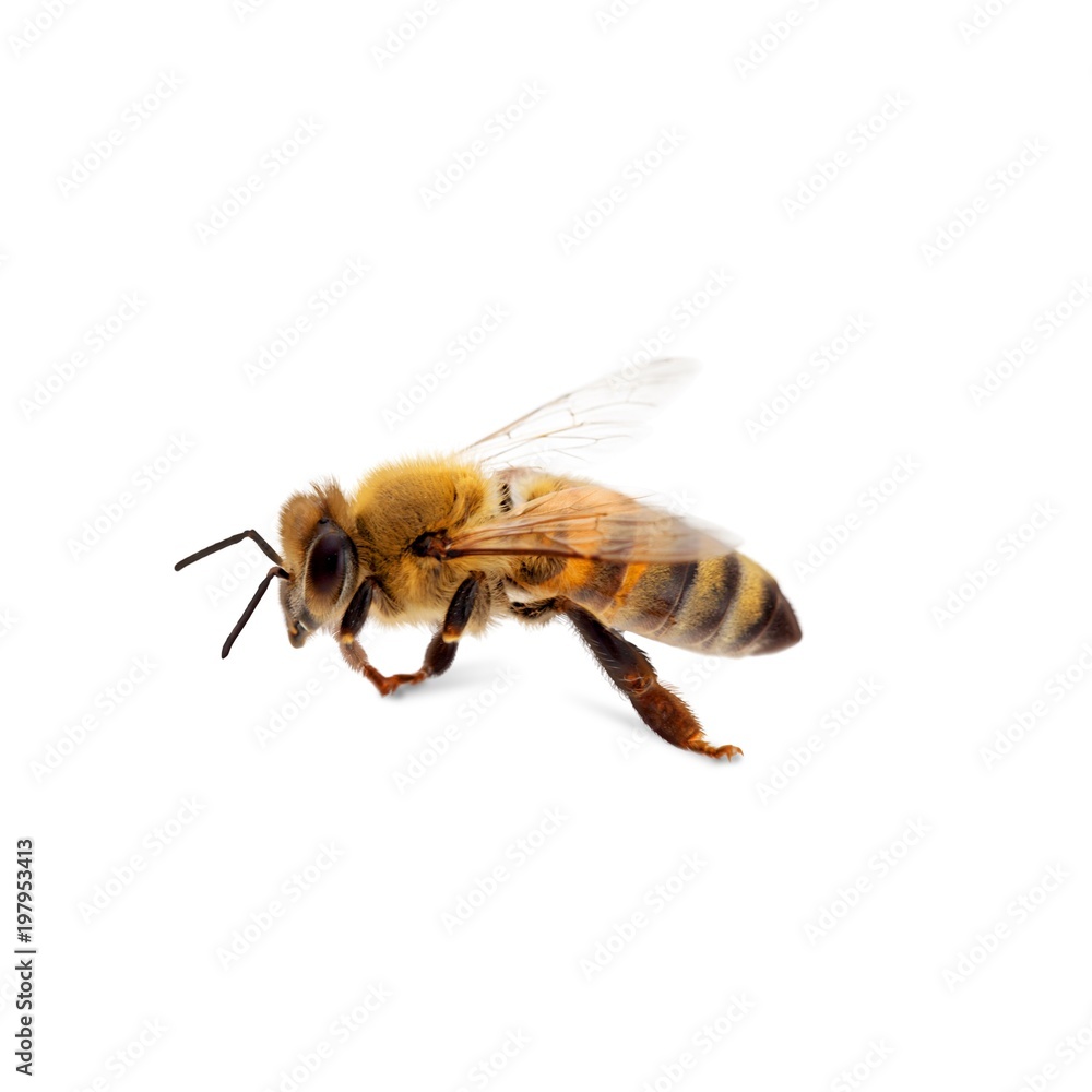 Bee. Bee.