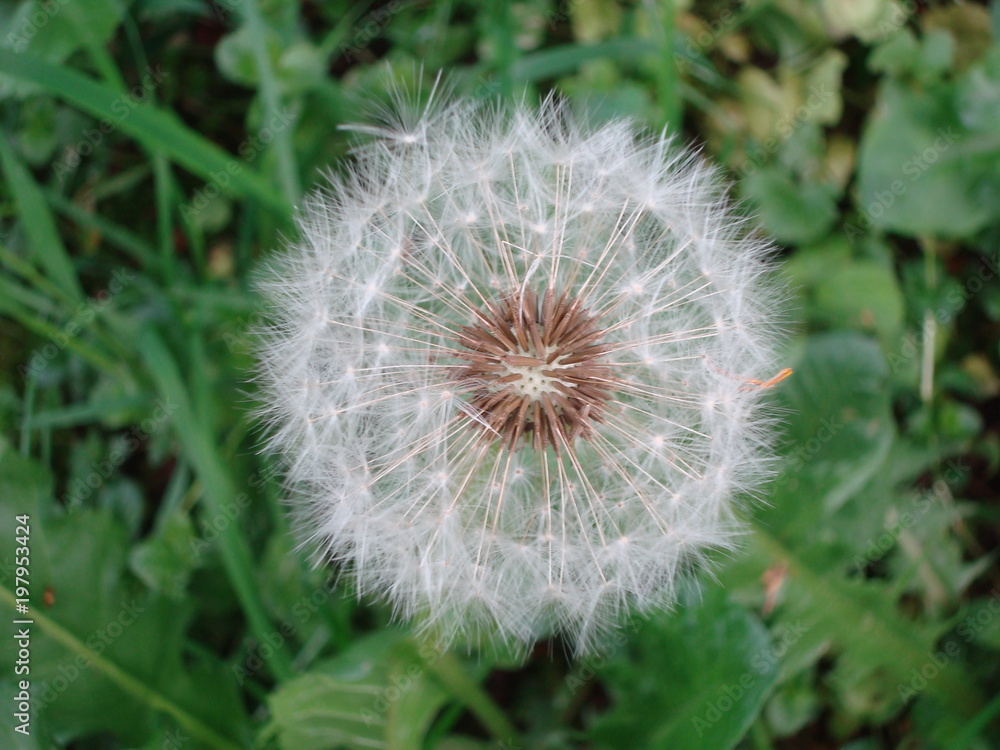 Wild flower on the summer meadow, spring, waking of nature Wild flower on the summer meadow, spring, waking of nature