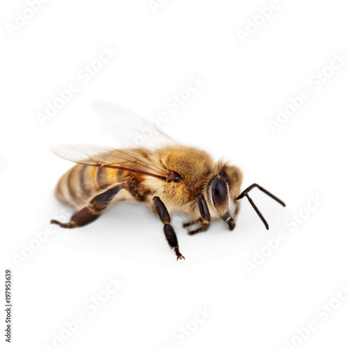 Bee.