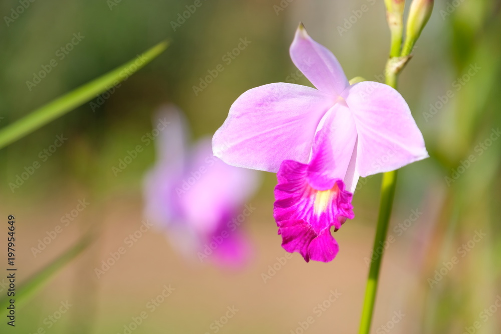 Pink orchid of Costa Rica