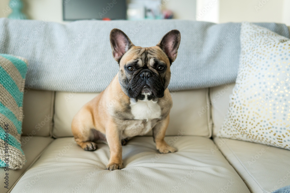 French Bulldog on couch horizontal Stock Photo Adobe Stock